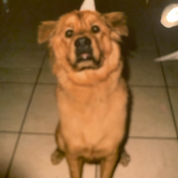 Meet your Posher, Rita - Picture 9 of 16